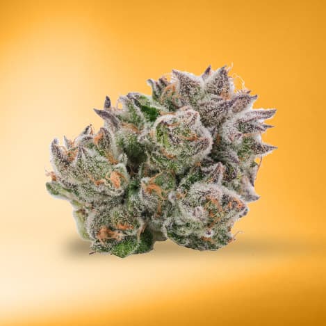 Cannabis flower buds